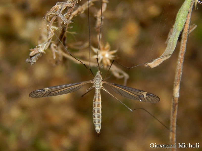 Tipulidae da ID